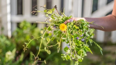 Woman holding a handful of weeds from her garden